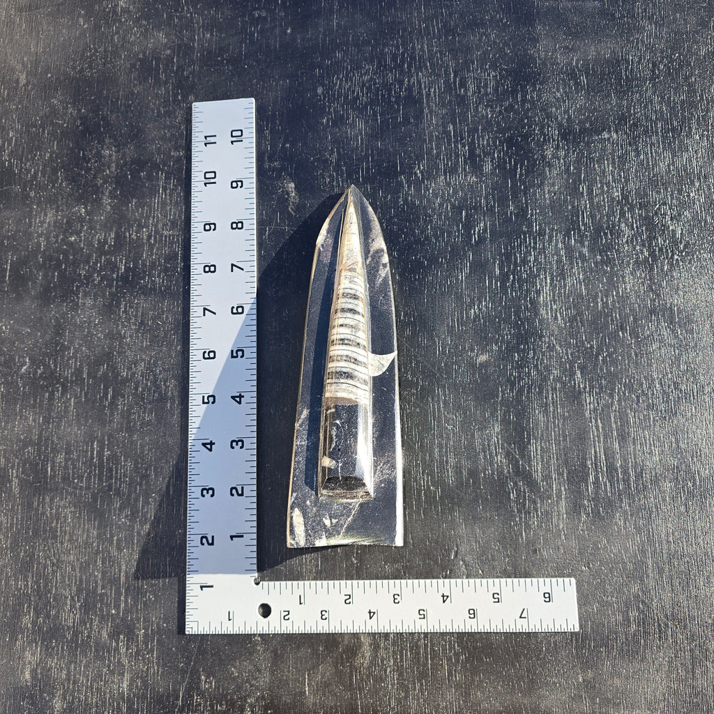 Fossils Freestanding Orthoceras T80