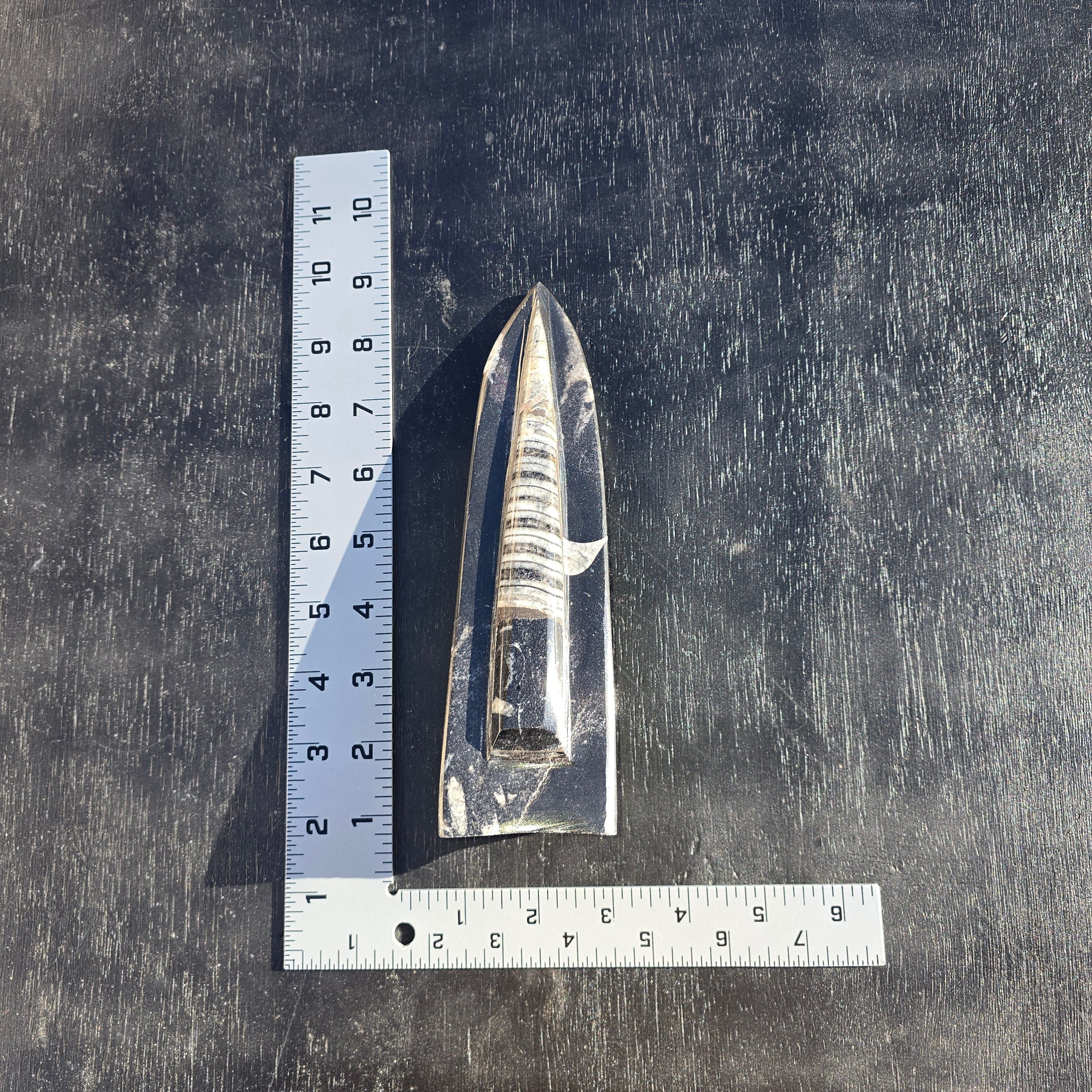 Fossils Freestanding Orthoceras T80
