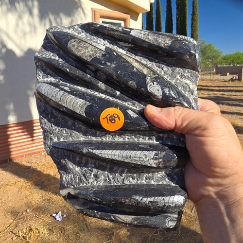 Fossils | Orthoceras T89