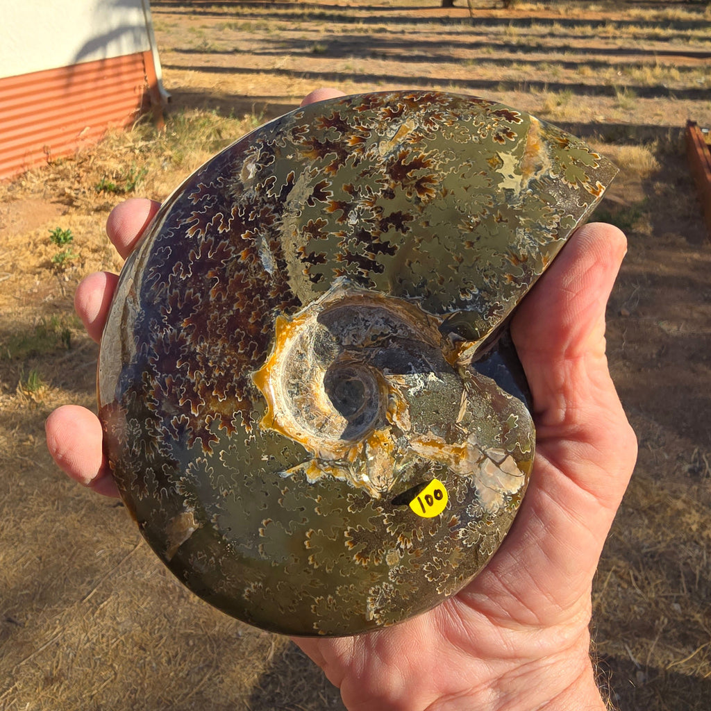 Fossils Ammonite Agatized T74
