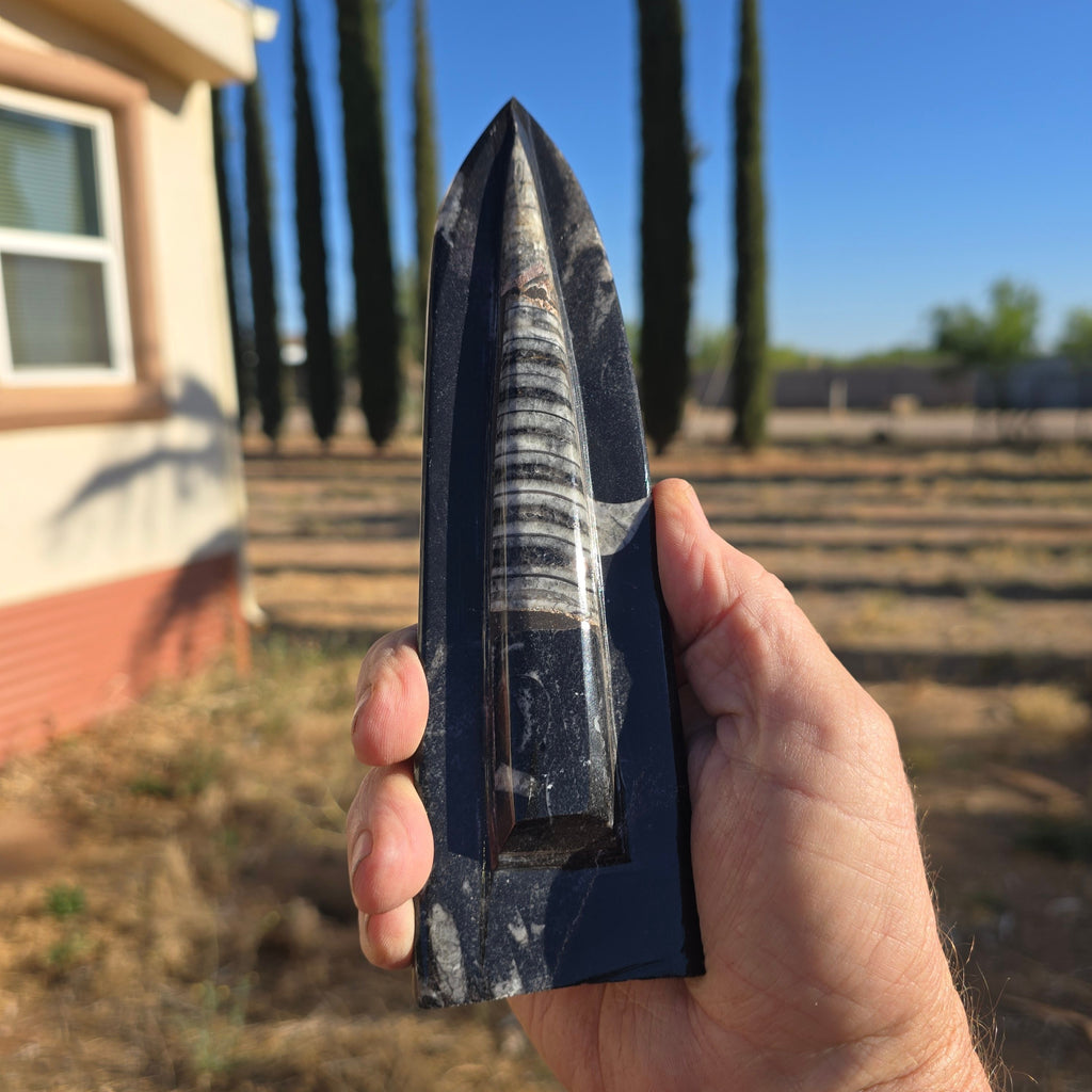 Fossils Freestanding Orthoceras T80