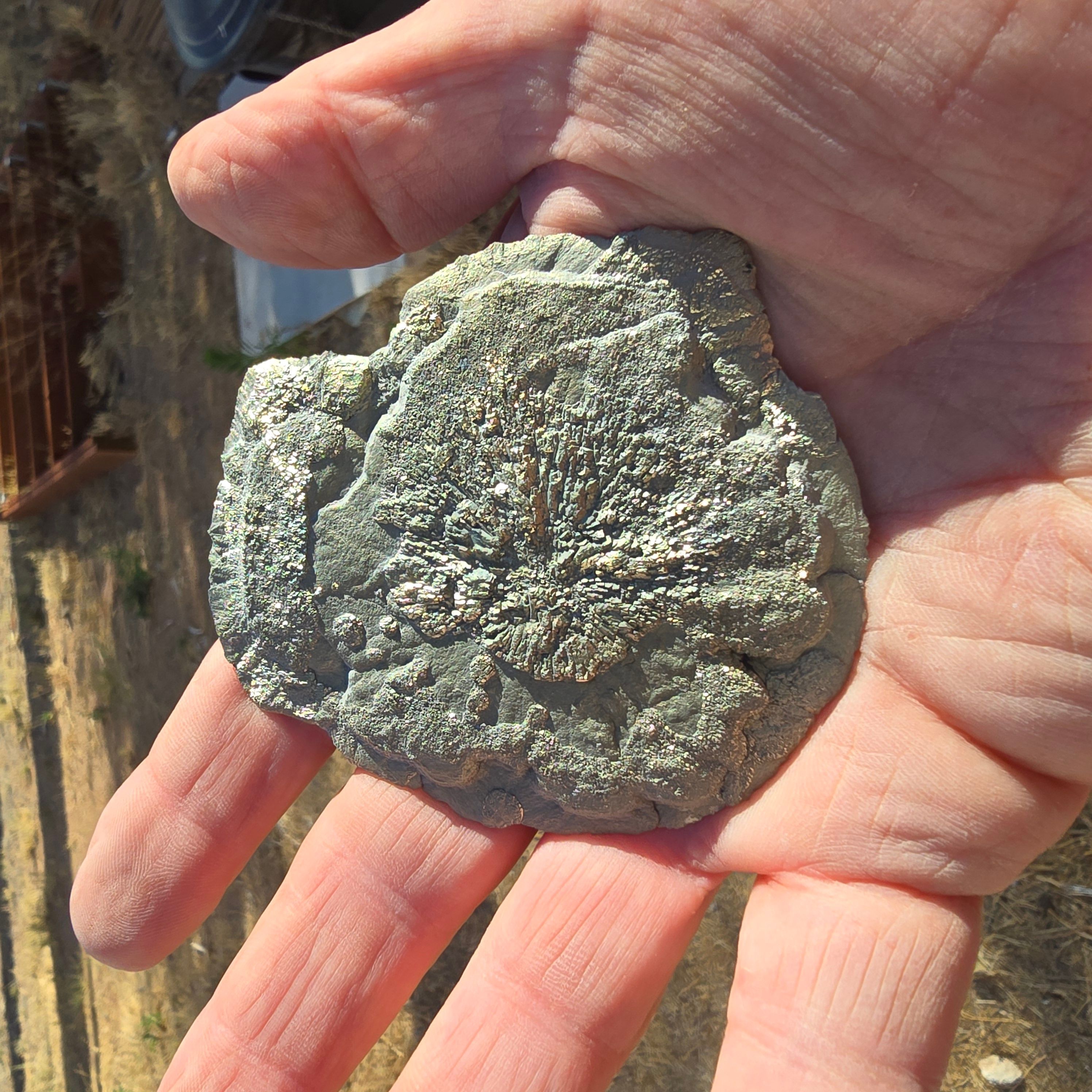 Minerals | Pyrite Sun t82