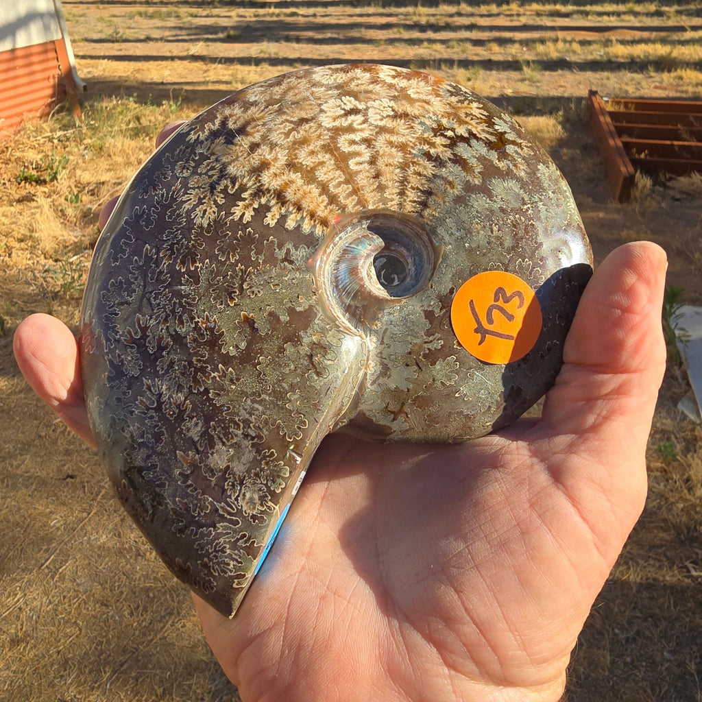 Fossils Ammonite T73