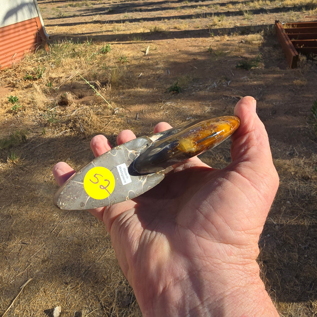 Fossils Ammonite T75