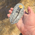 Fossils Orthoceras T85