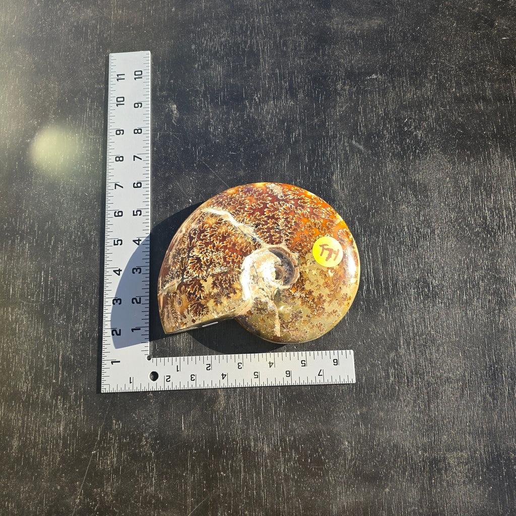 Fossils Ammonite Agatized T74