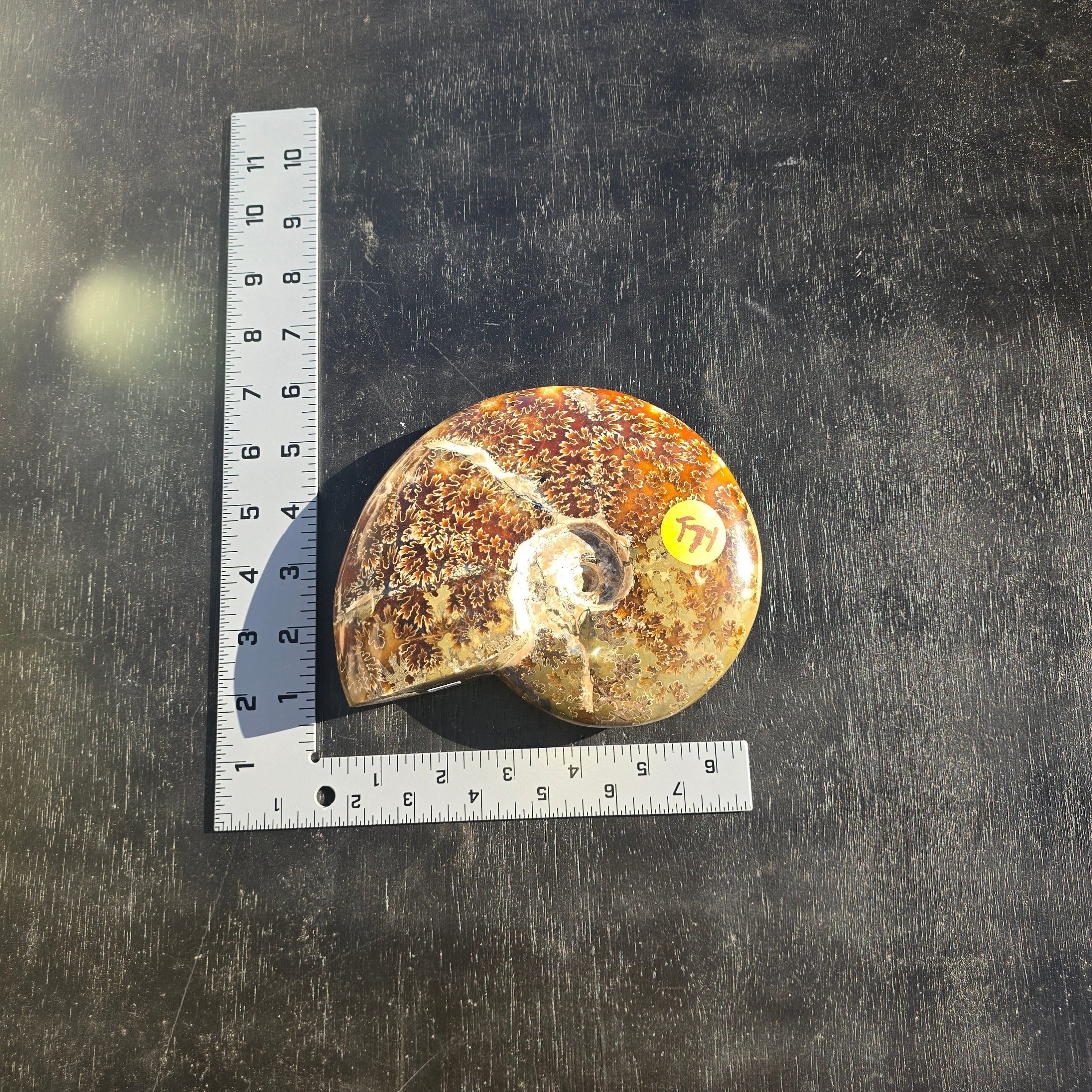 Fossils Ammonite Agatized T74
