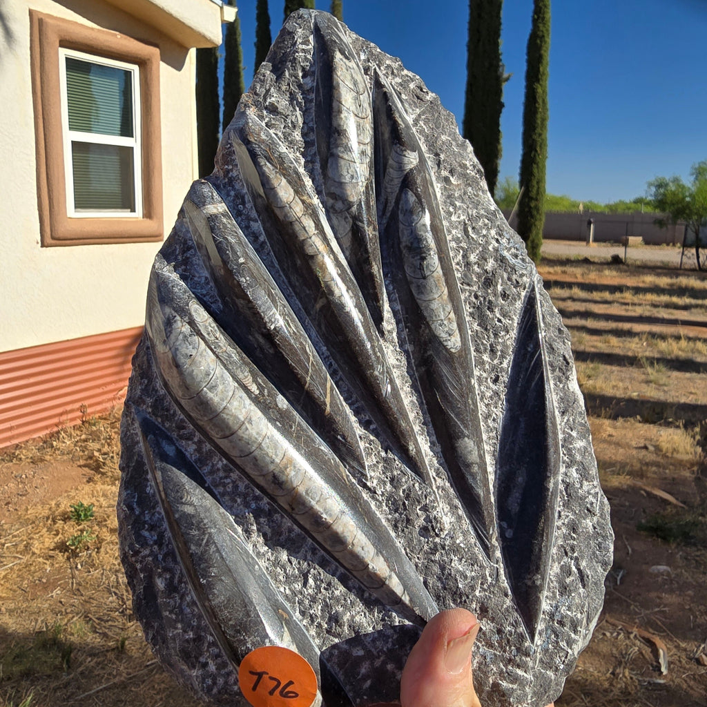 Fossils Orthoceras T76