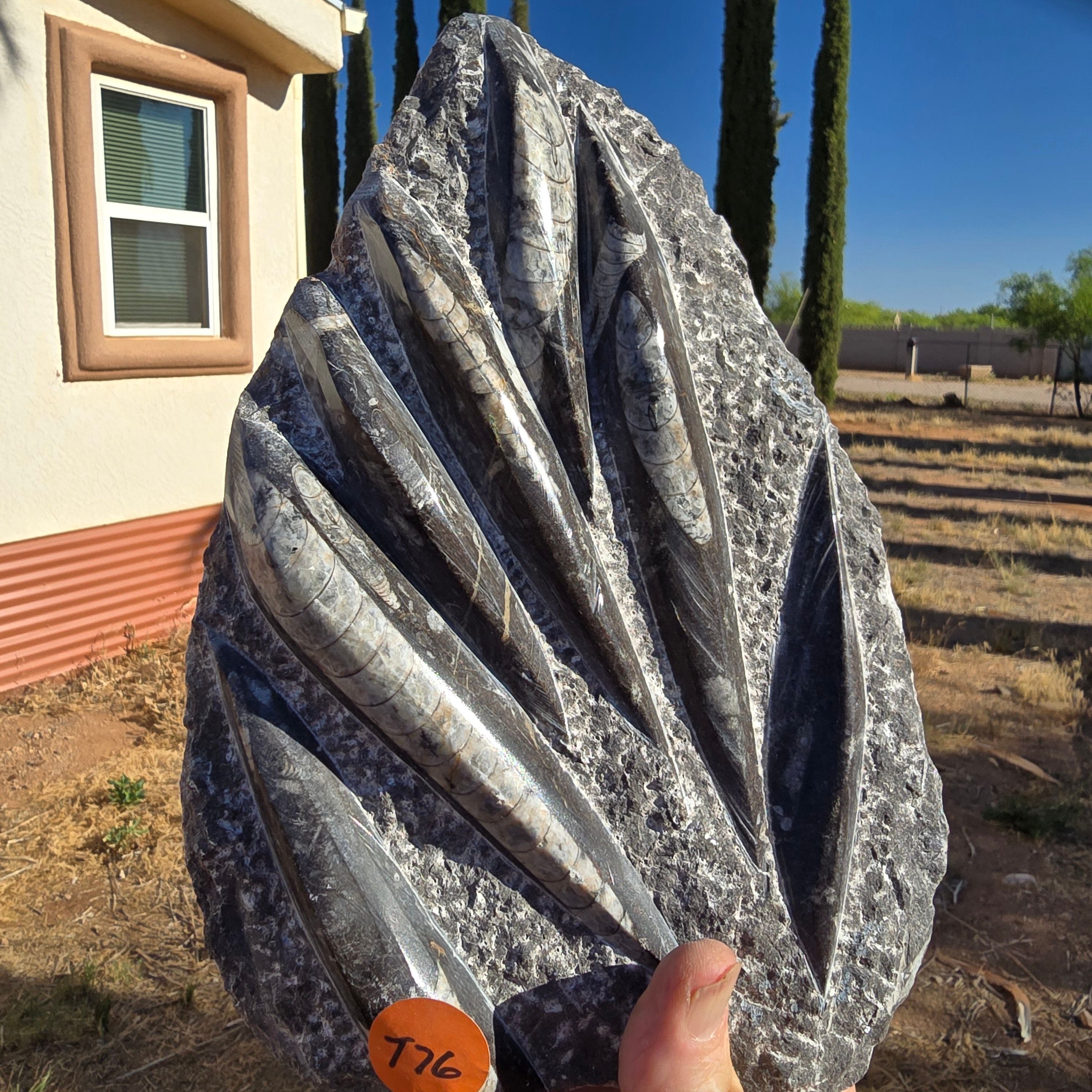 Fossils Orthoceras T76