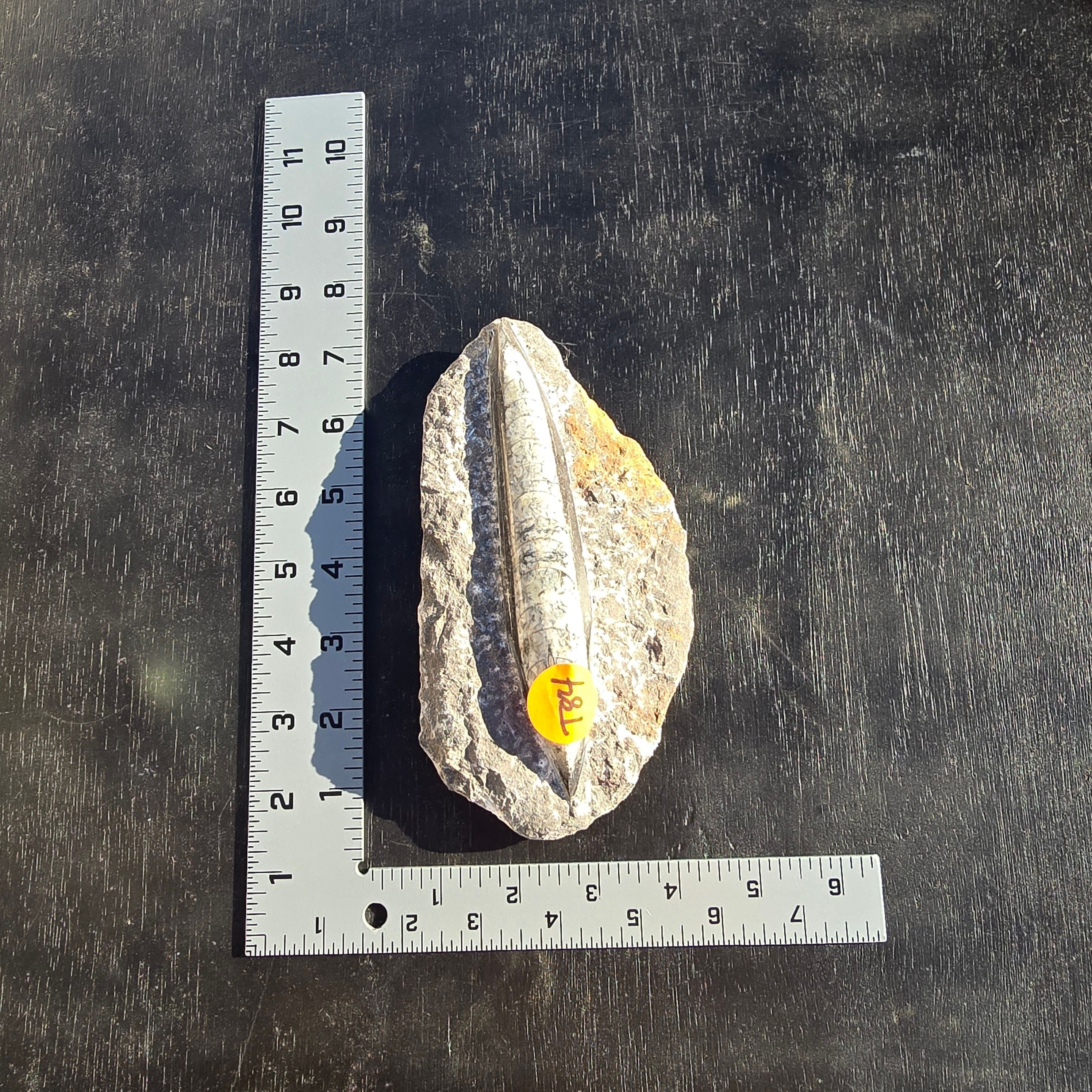 Fossils Orthoceras T84