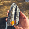 Fossils Orthoceras pair T87