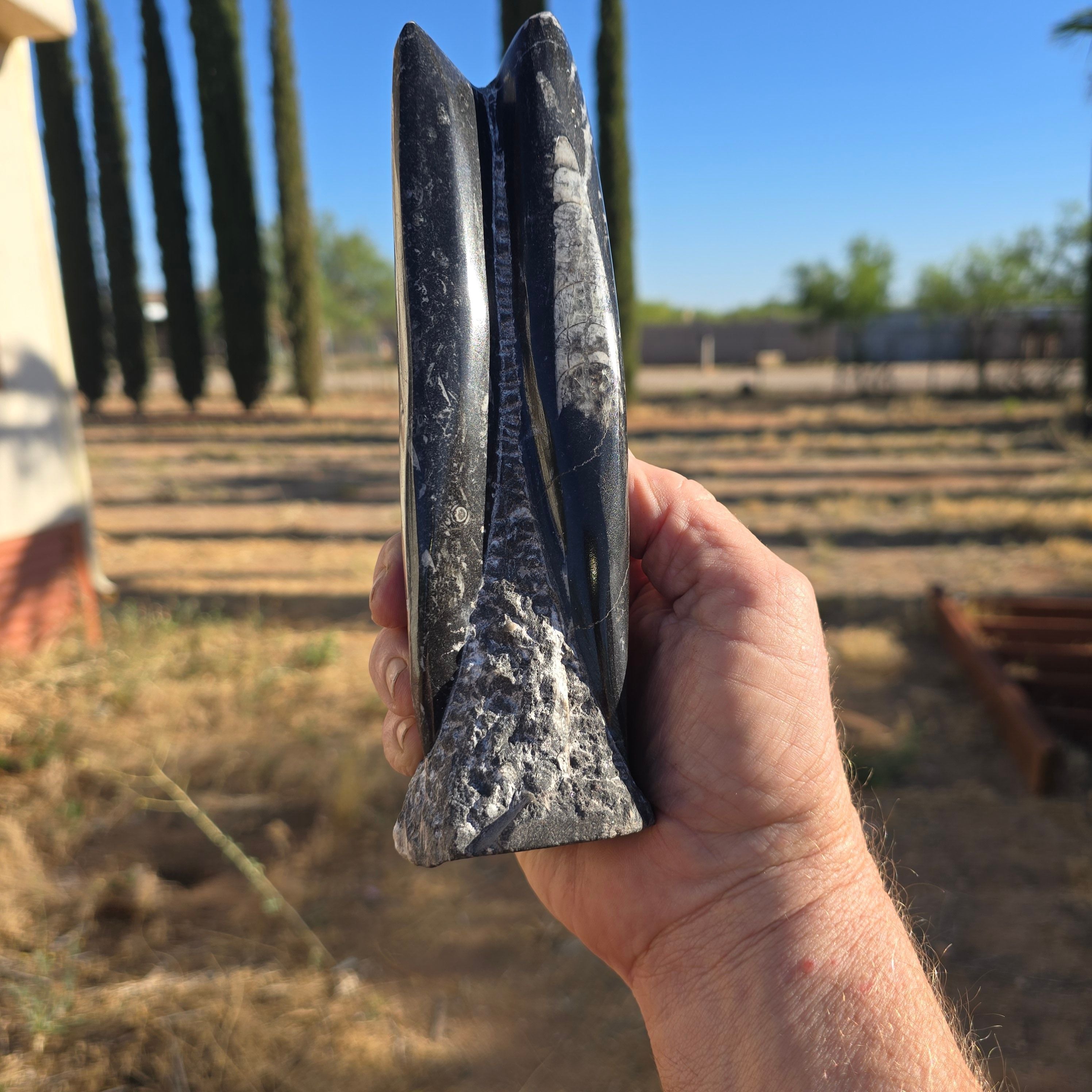 Fossils Freestanding Orthoceras T81