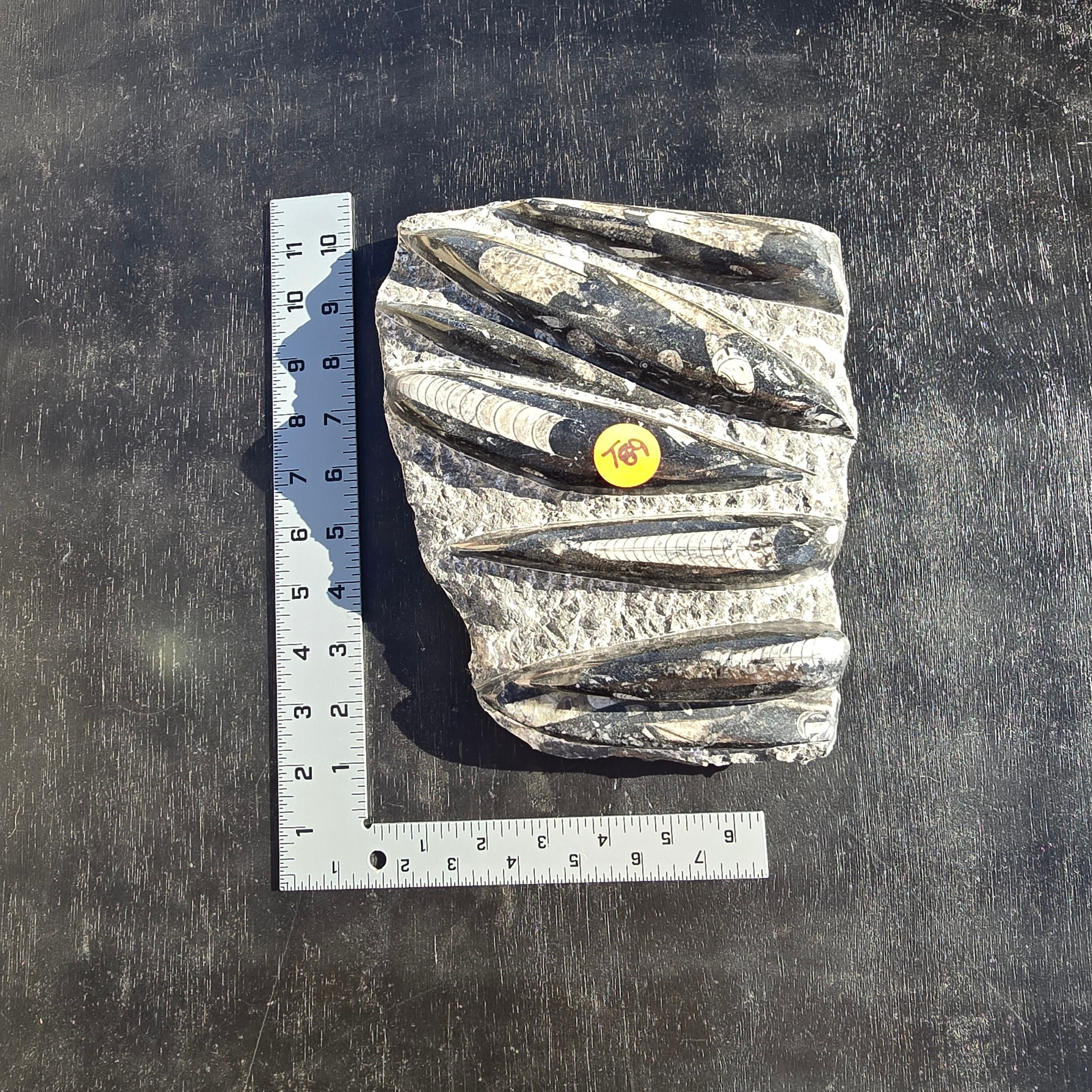 Fossils Orthoceras T89