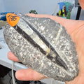 Fossils Orthoceras T88