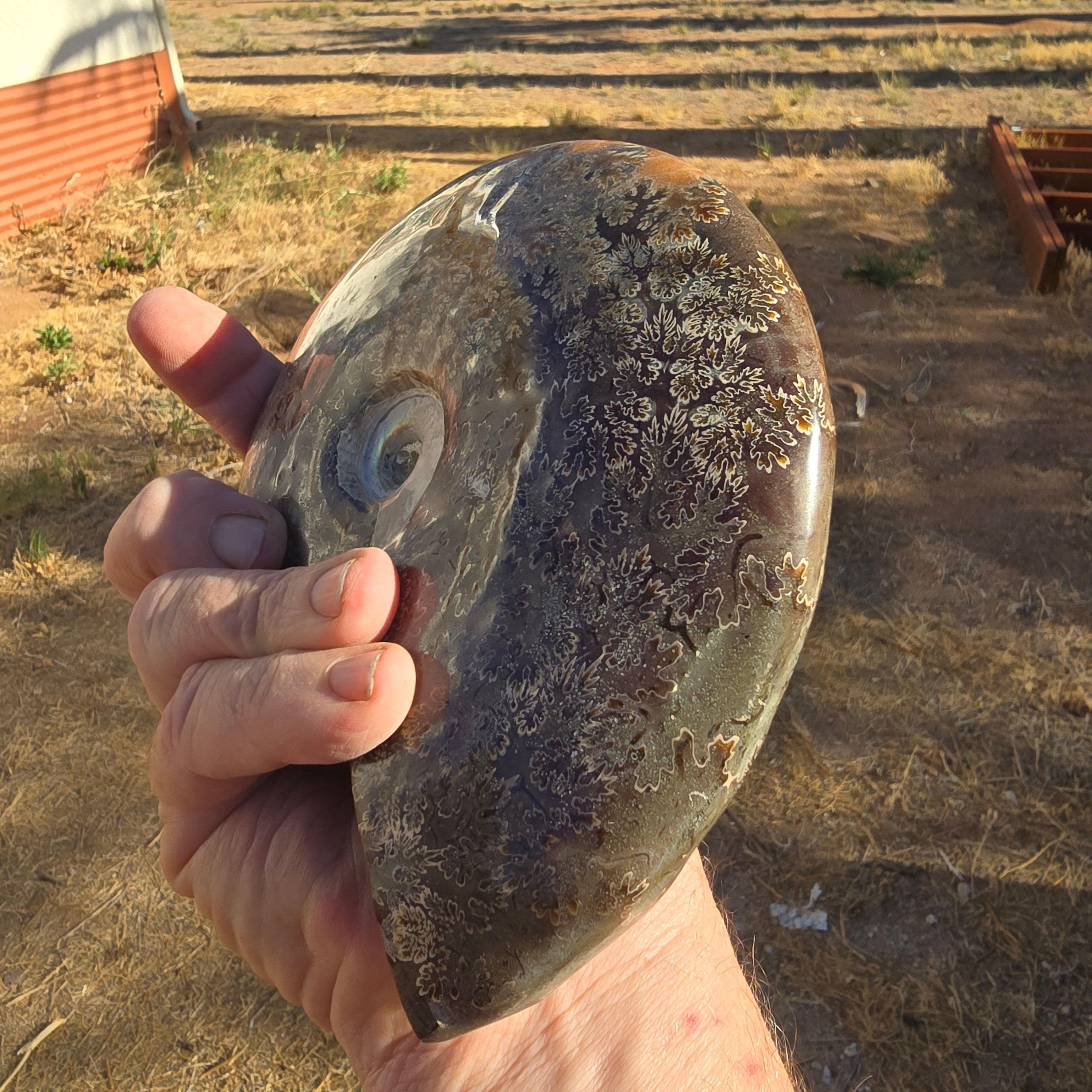 Fossils Ammonite T73