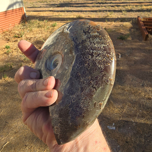 Fossils Ammonite T73