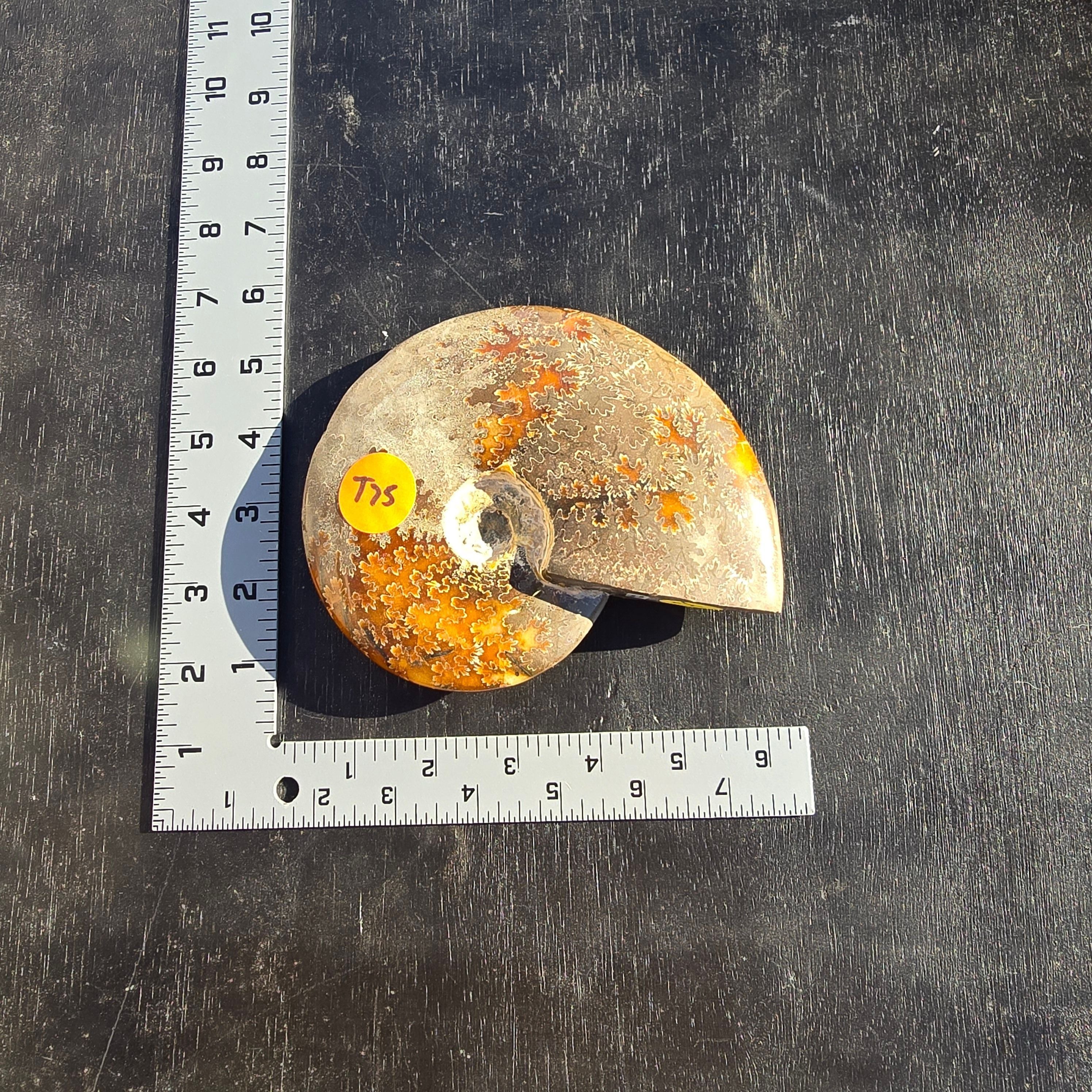 Fossils Ammonite T75