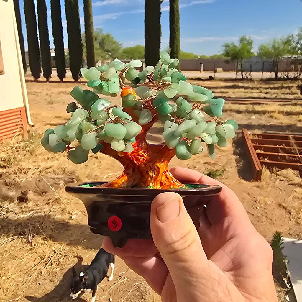 Trees | Jade Tree