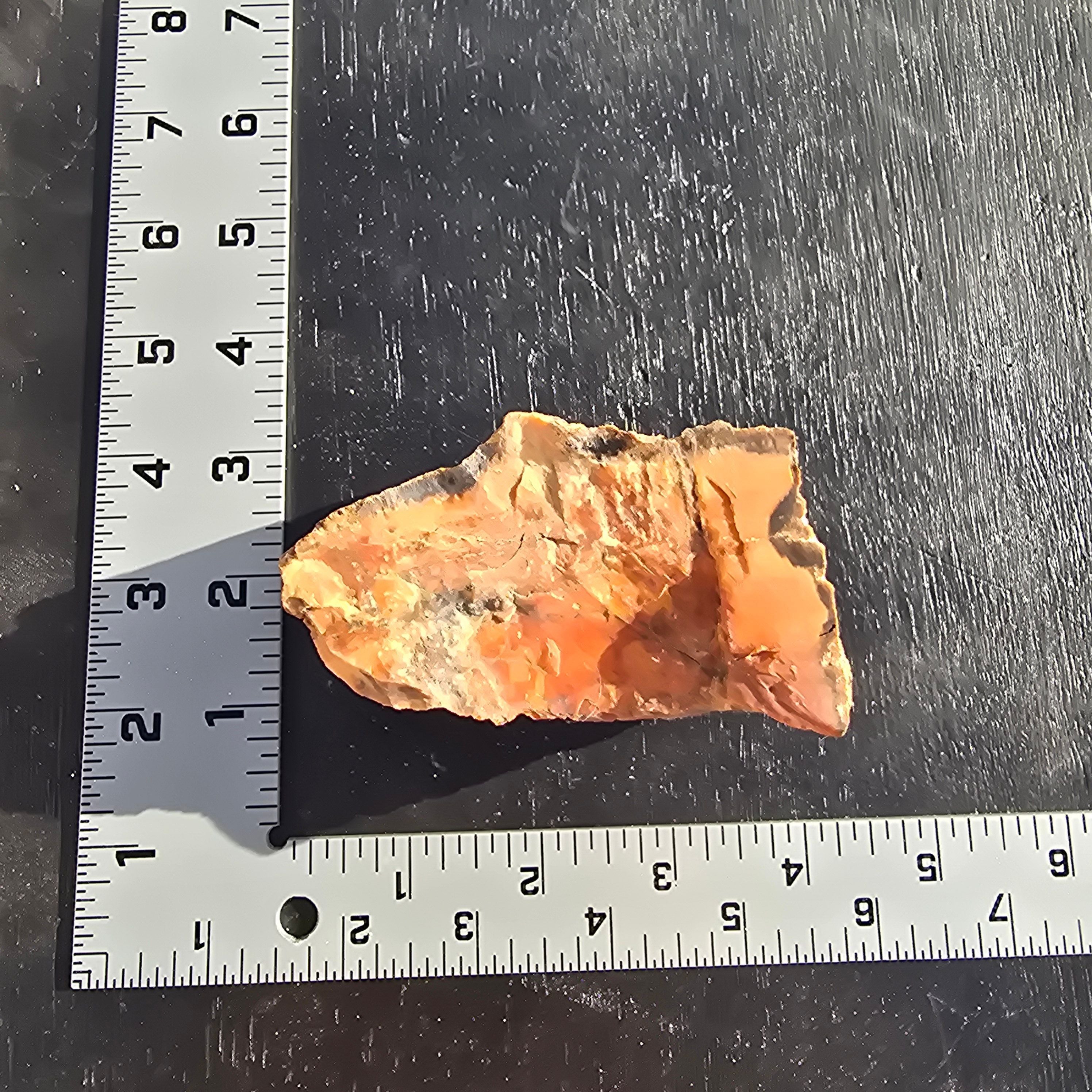 Minerals | Petrified Wood (Privet Property)