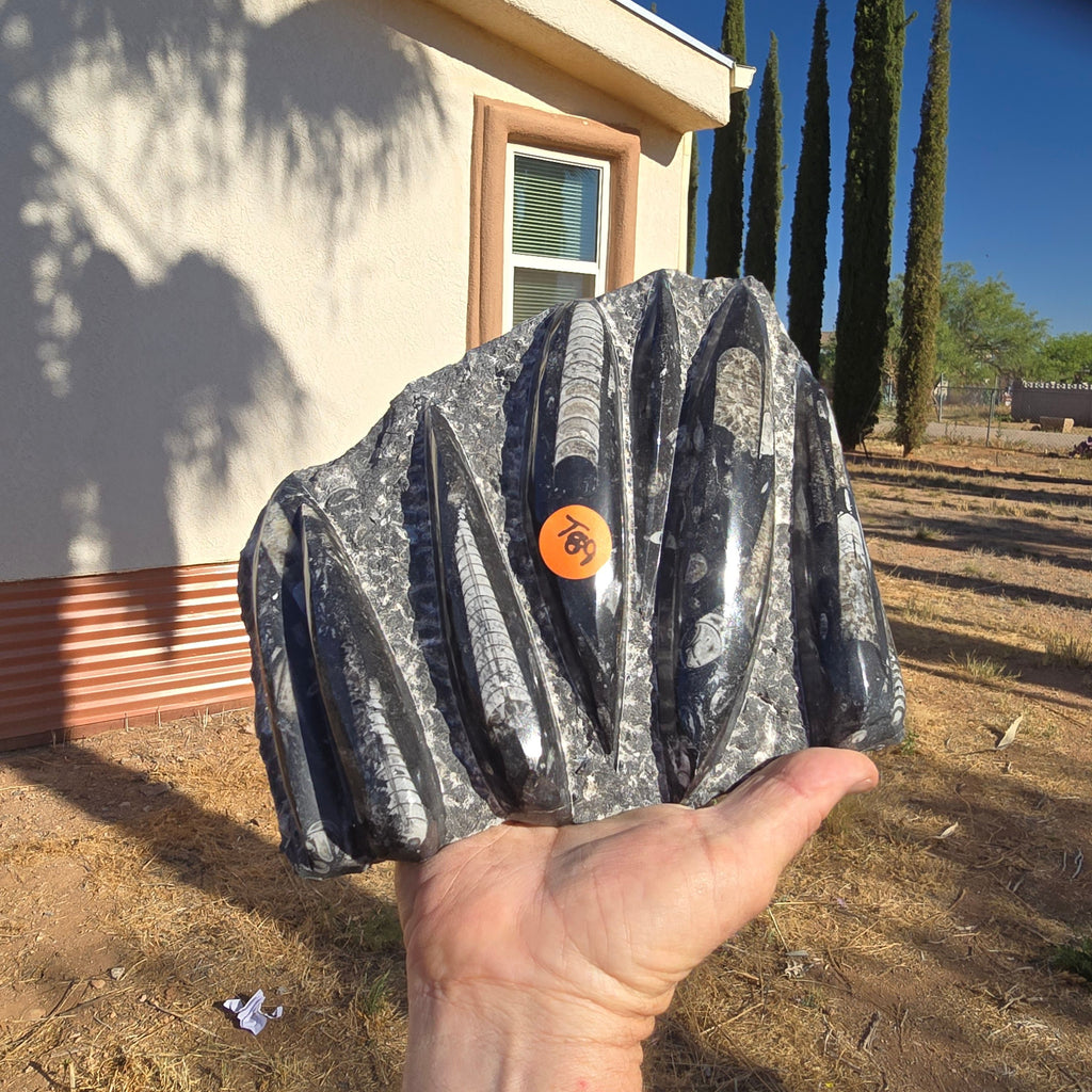 Fossils Orthoceras T89
