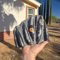 Fossils Orthoceras T89