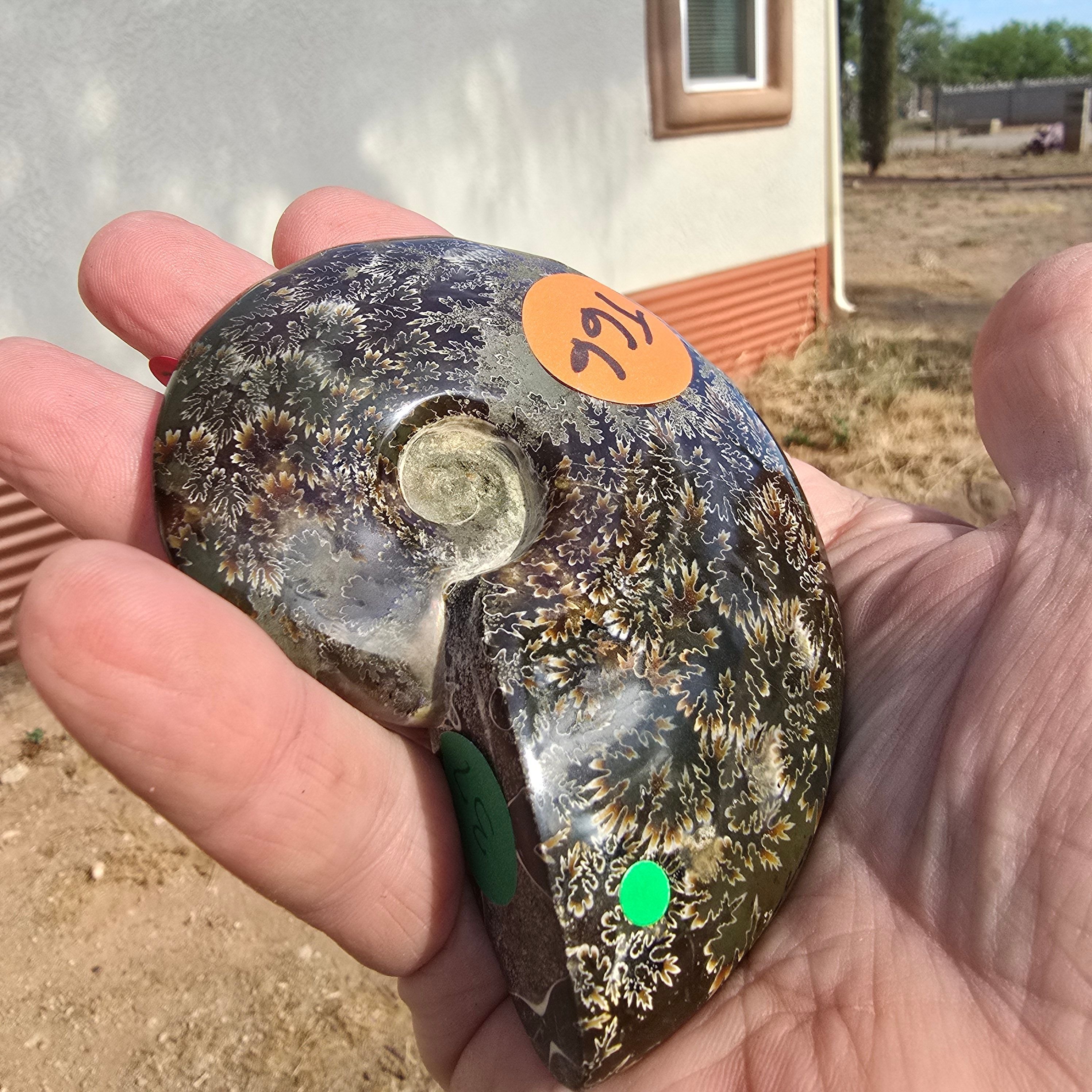 Fossils | Ammonite
