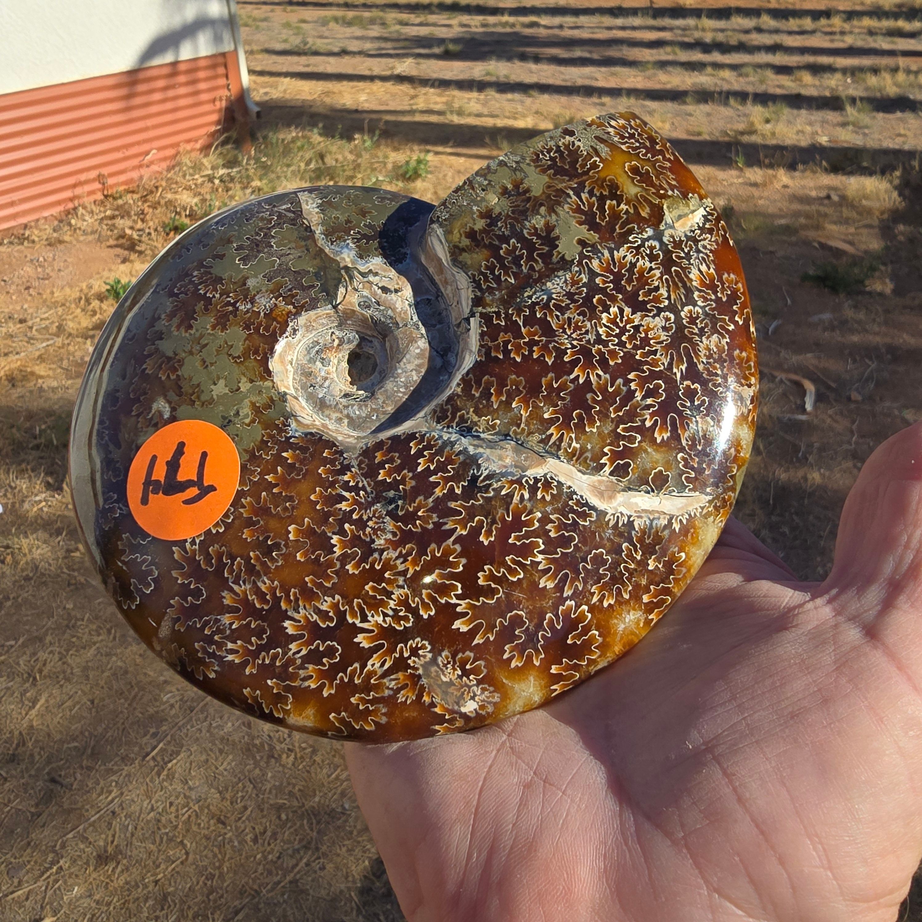 Fossils Ammonite Agatized T74