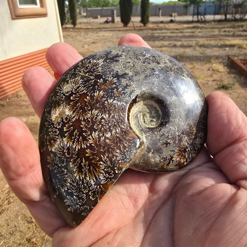 Fossils | Ammonite