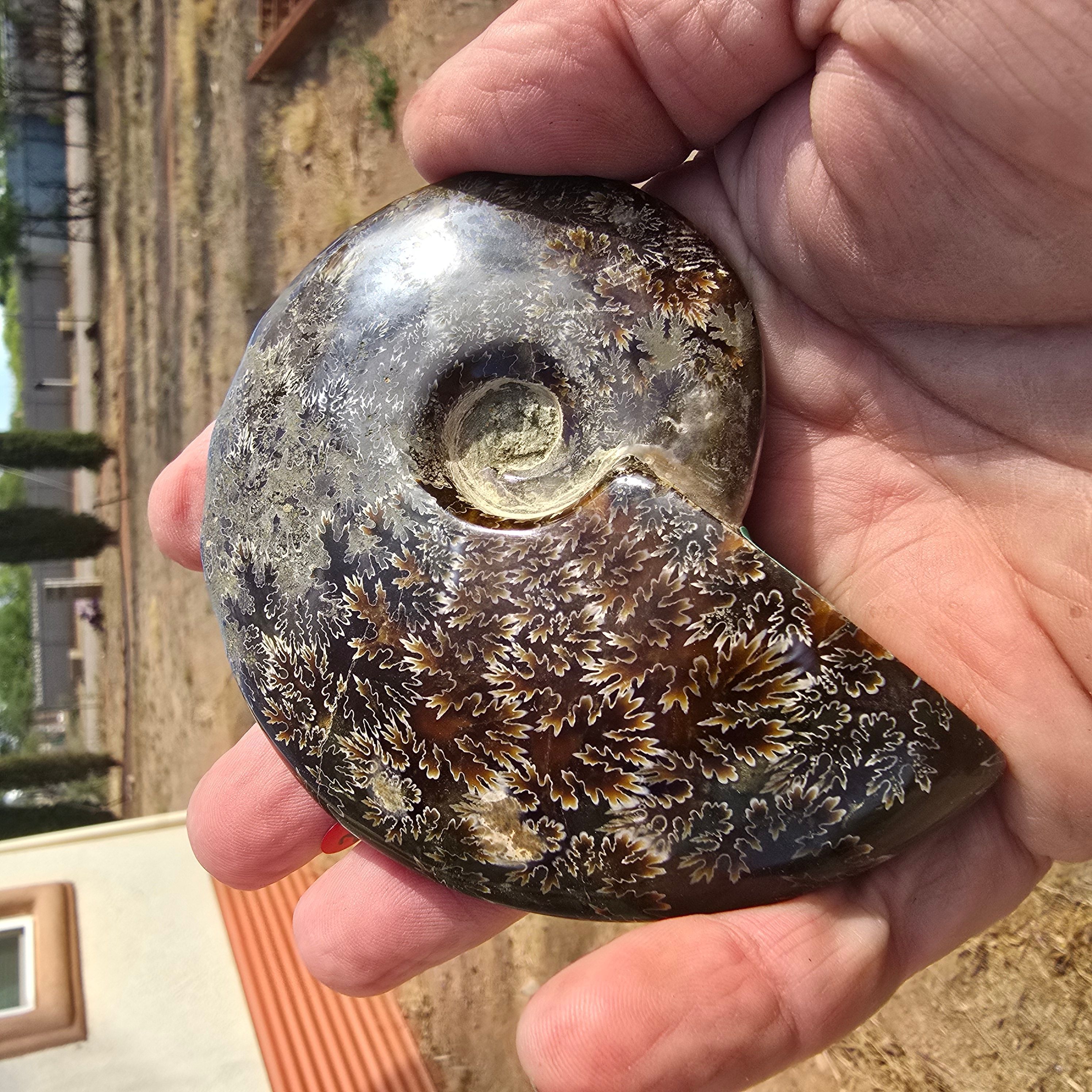 Fossils | Ammonite