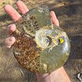 Fossils Ammonite Agatized T74