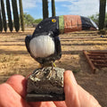 Carvings | Hand Carved Toucan Peru