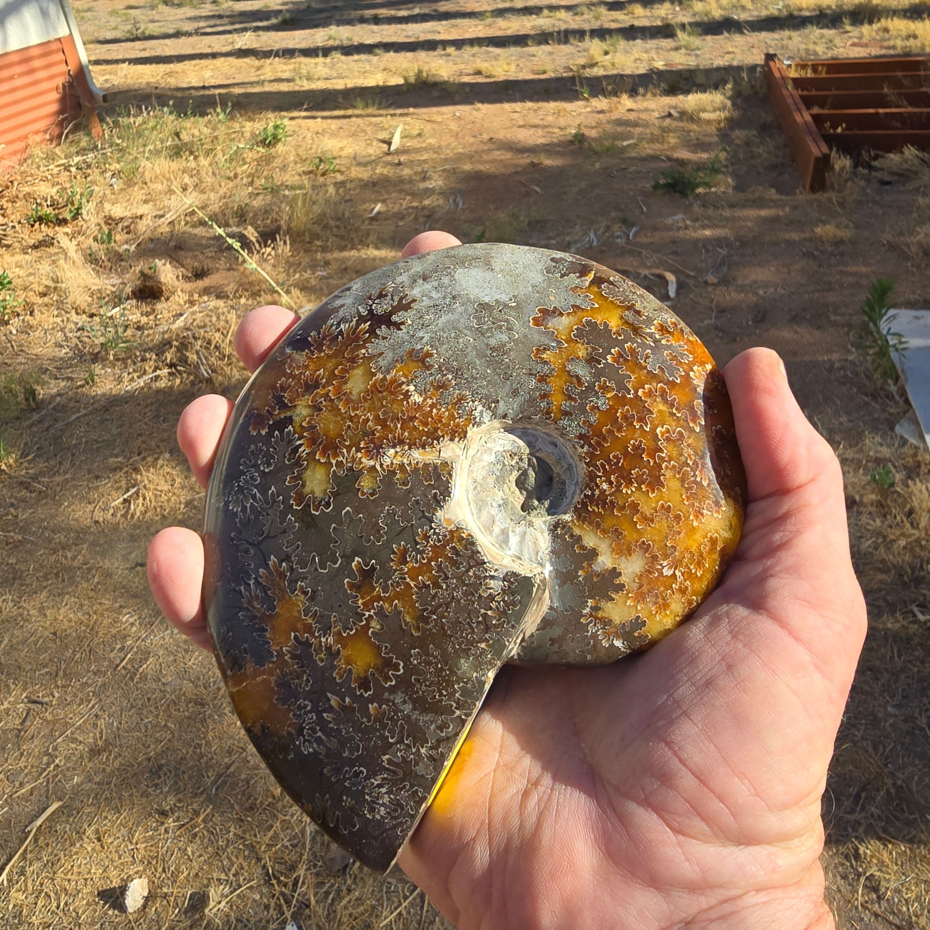 Fossils Ammonite T75