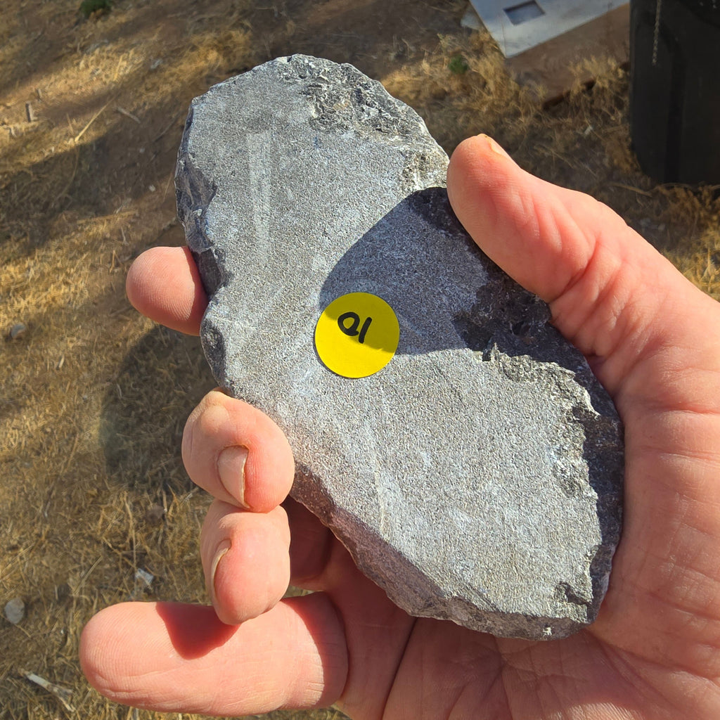 Fossils Orthoceras T85
