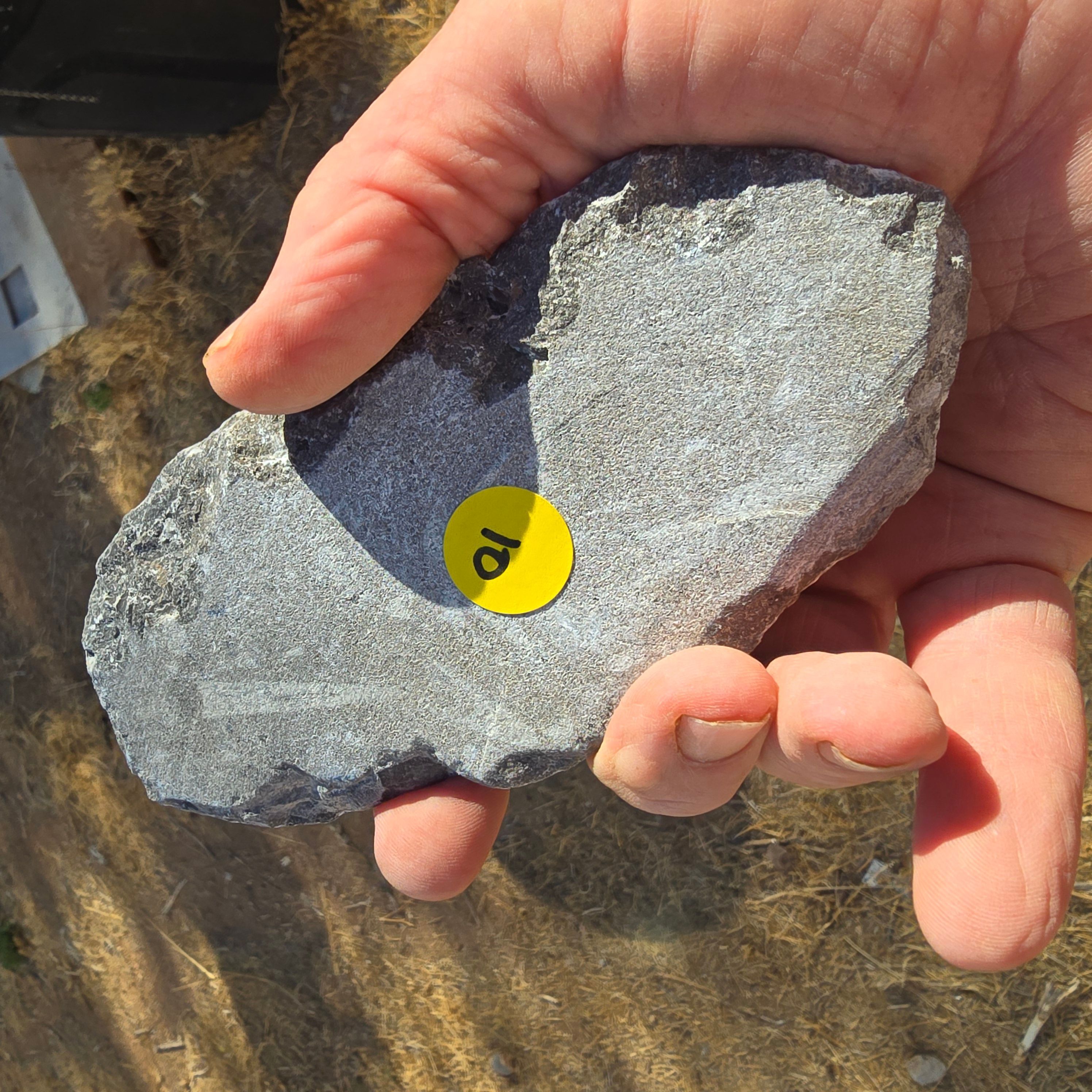 Fossils Orthoceras T85