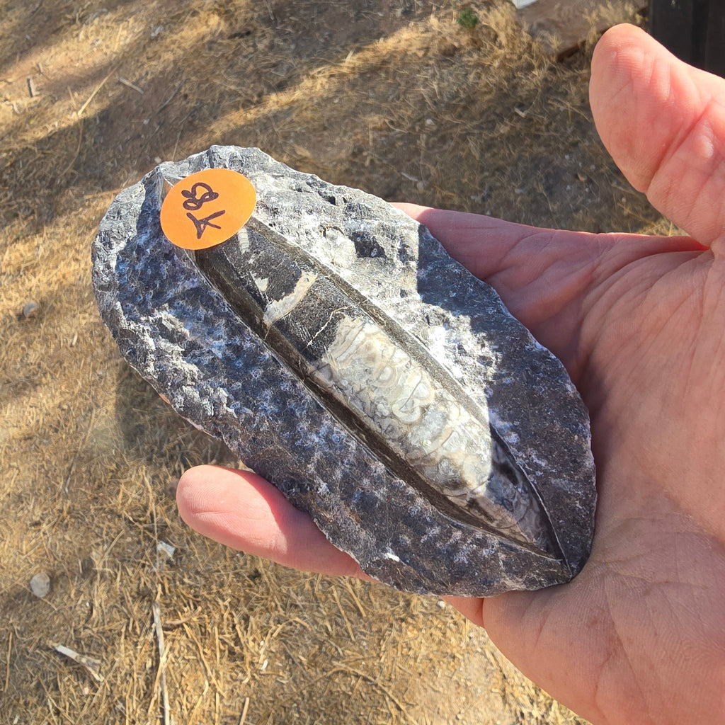 Fossils Orthoceras T85