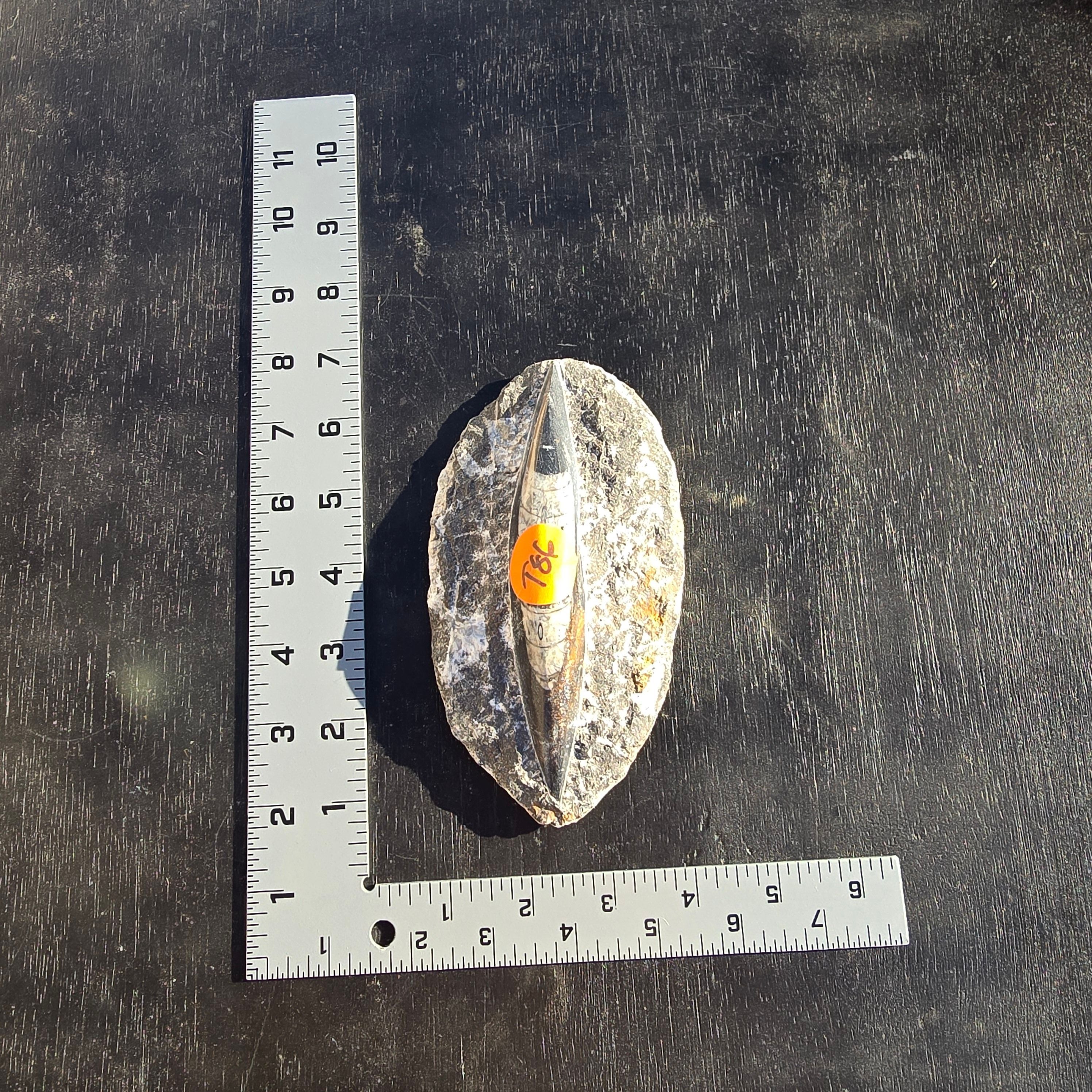 Fossils Orthoceras T86
