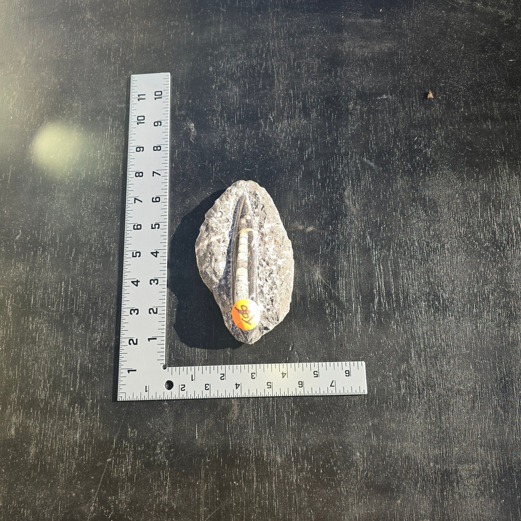 Fossils Orthoceras pair T87