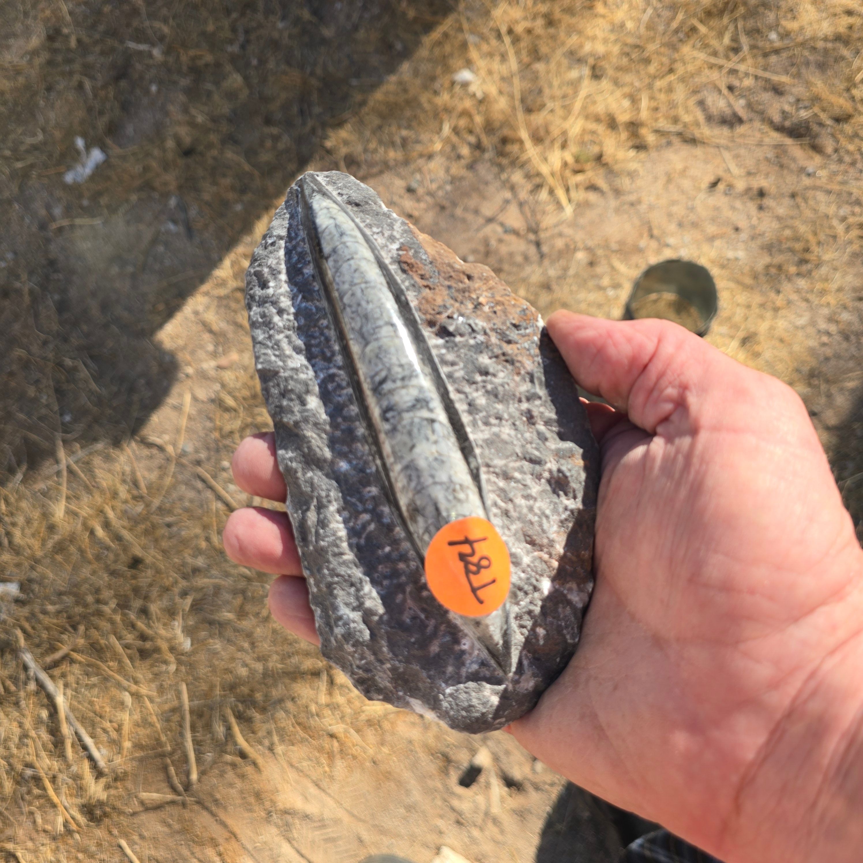 Fossils Orthoceras T84