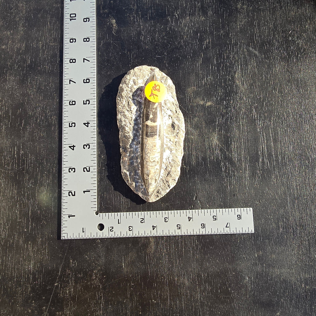Fossils Orthoceras T85