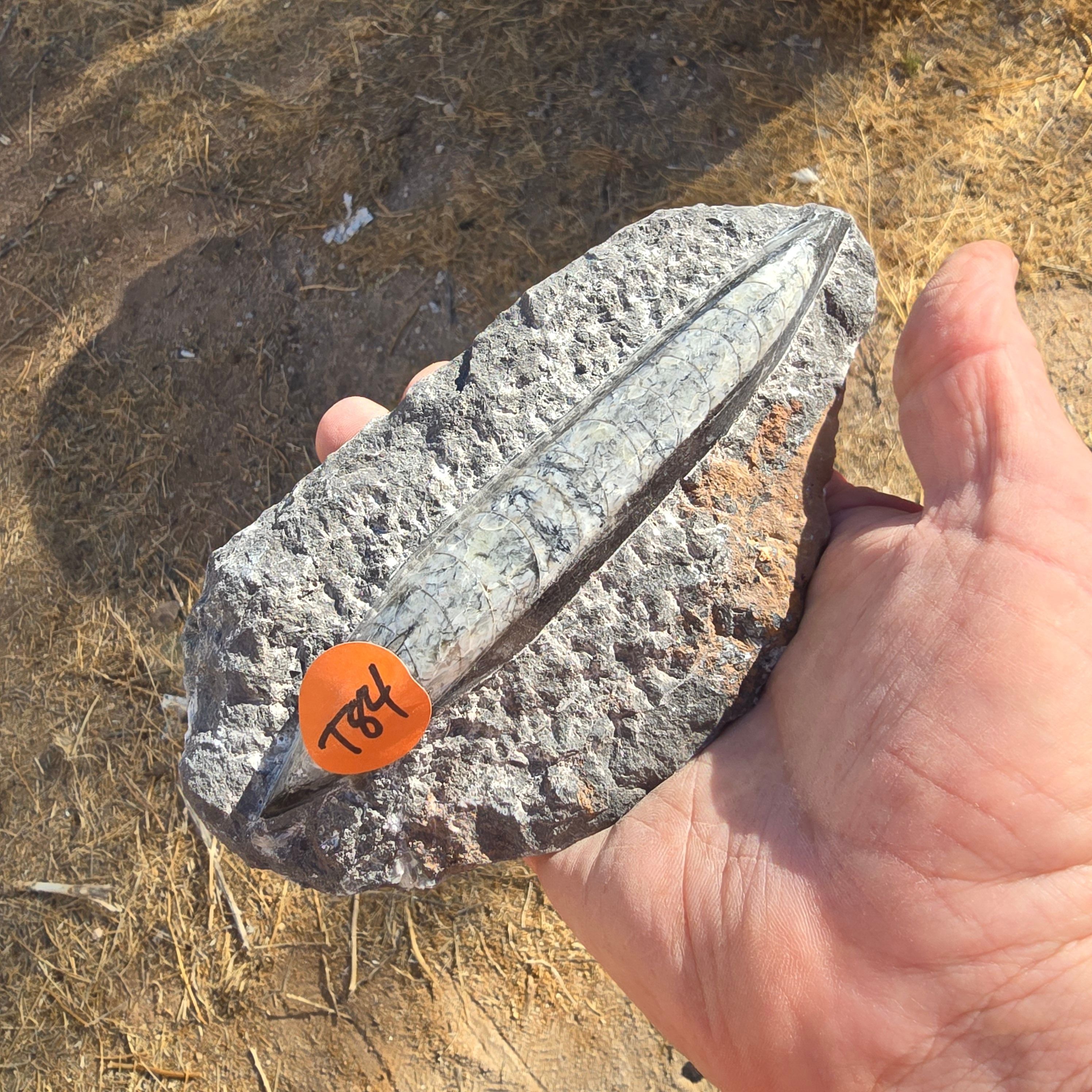 Fossils Orthoceras T84