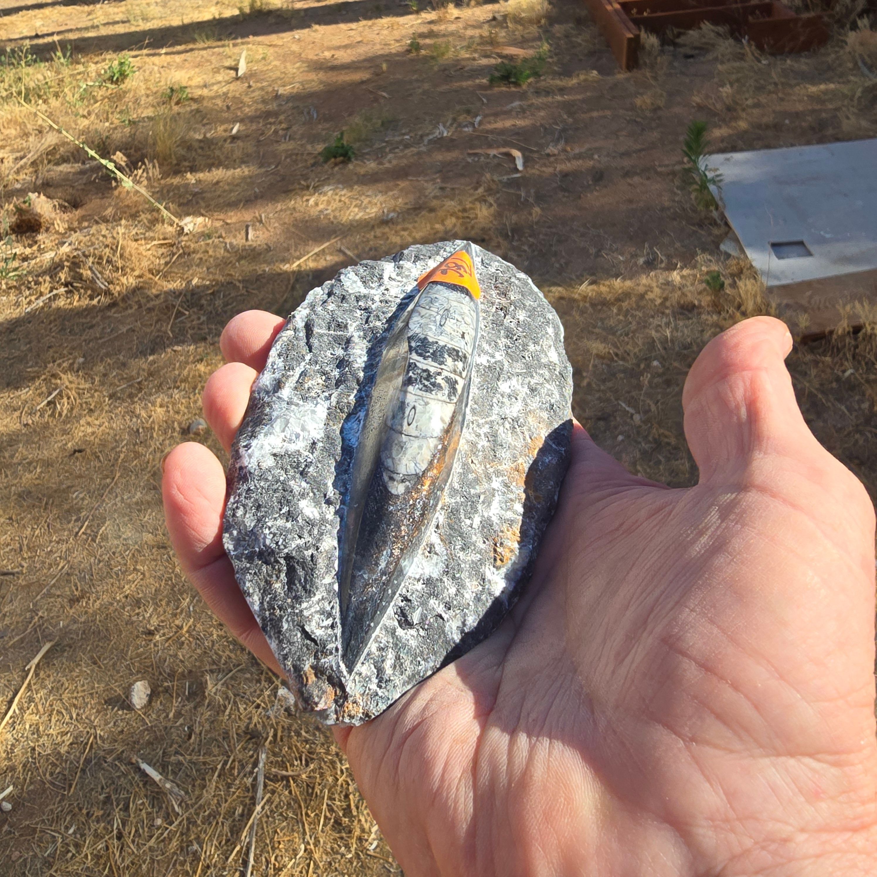 Fossils Orthoceras T86