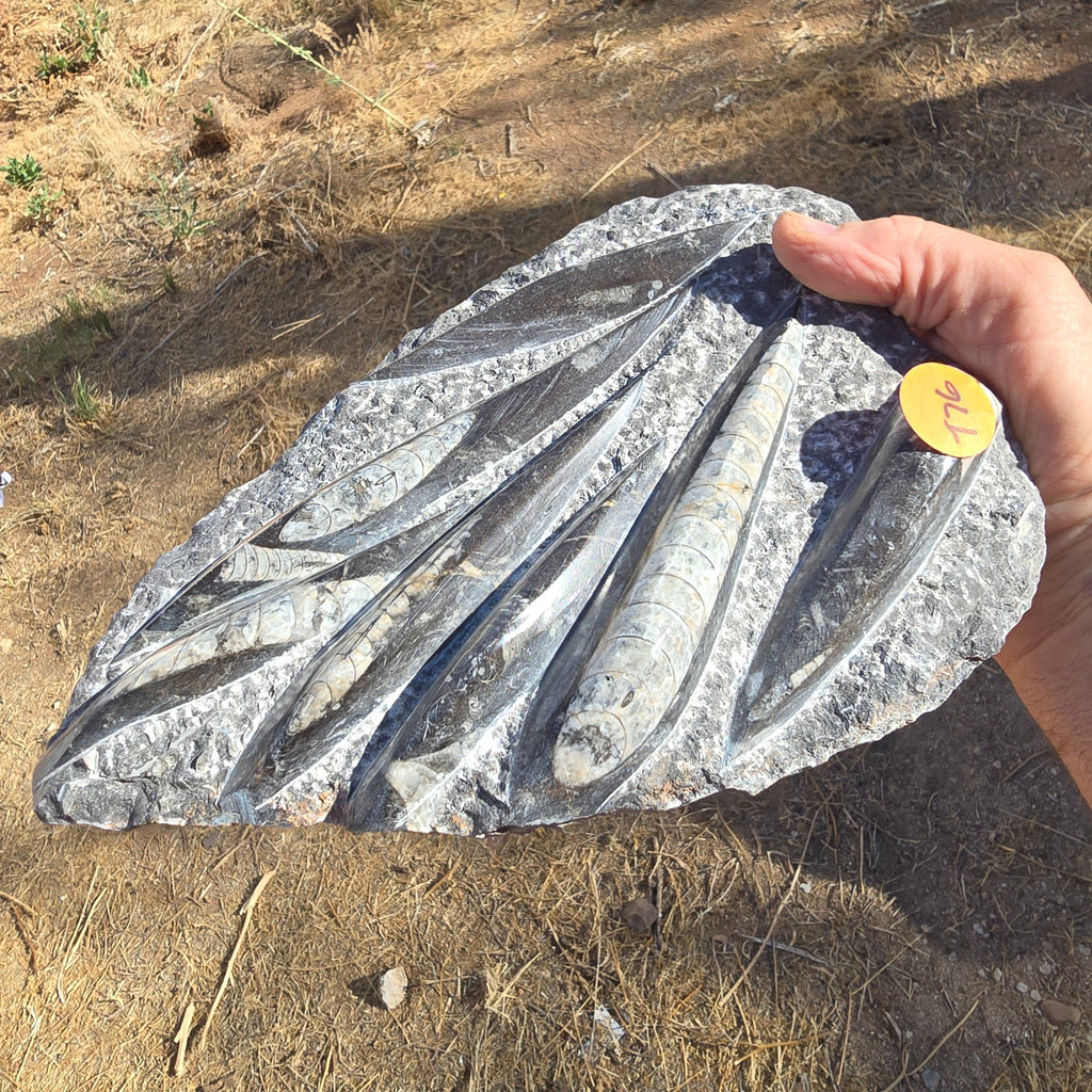 Fossils Orthoceras T76