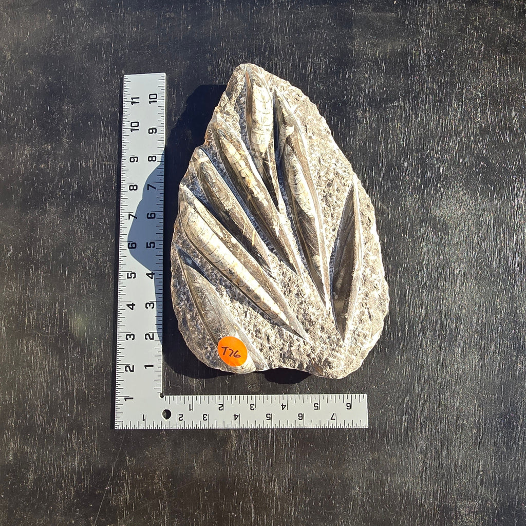 Fossils Orthoceras T76