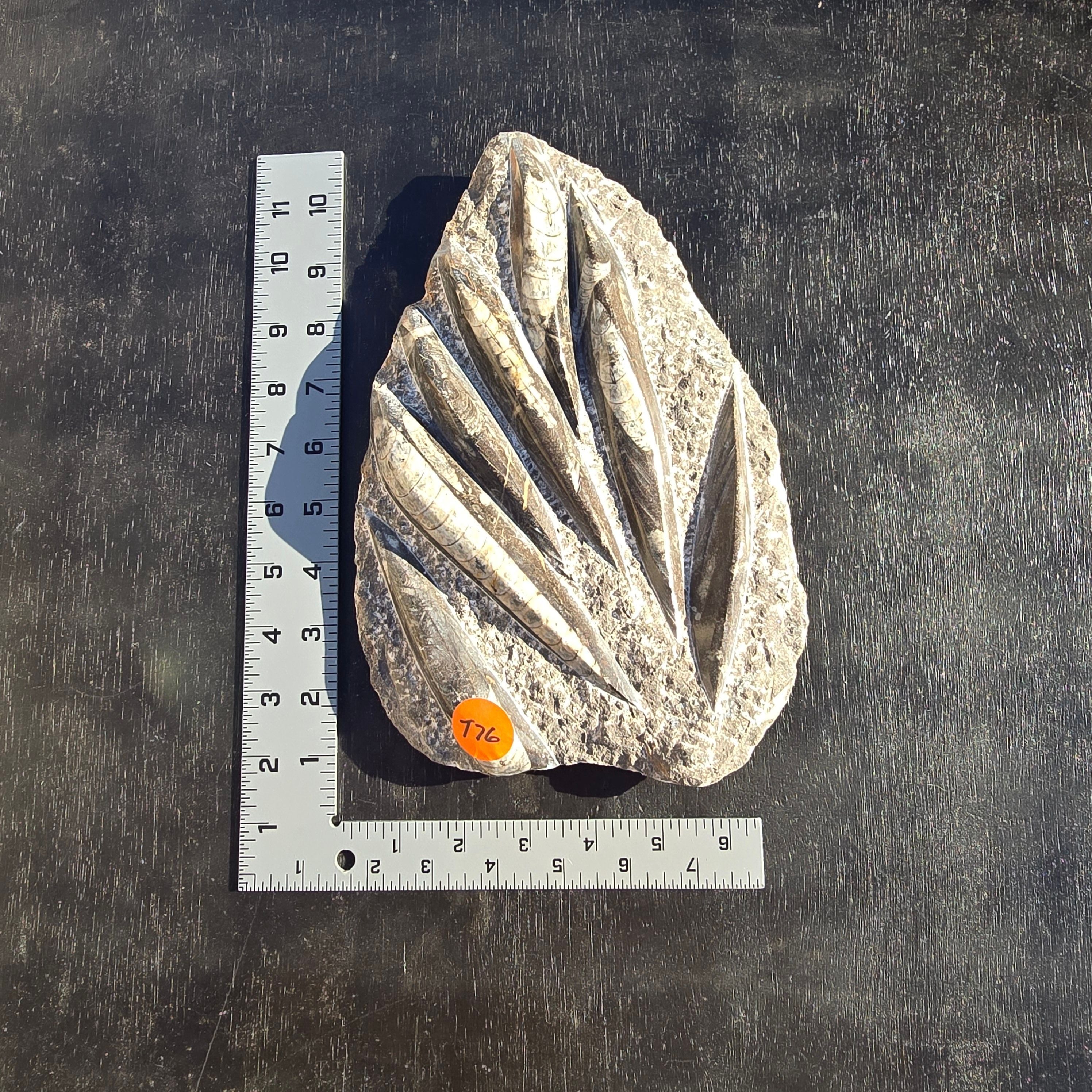 Fossils Orthoceras T76