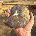 Fossils Ammonite T73