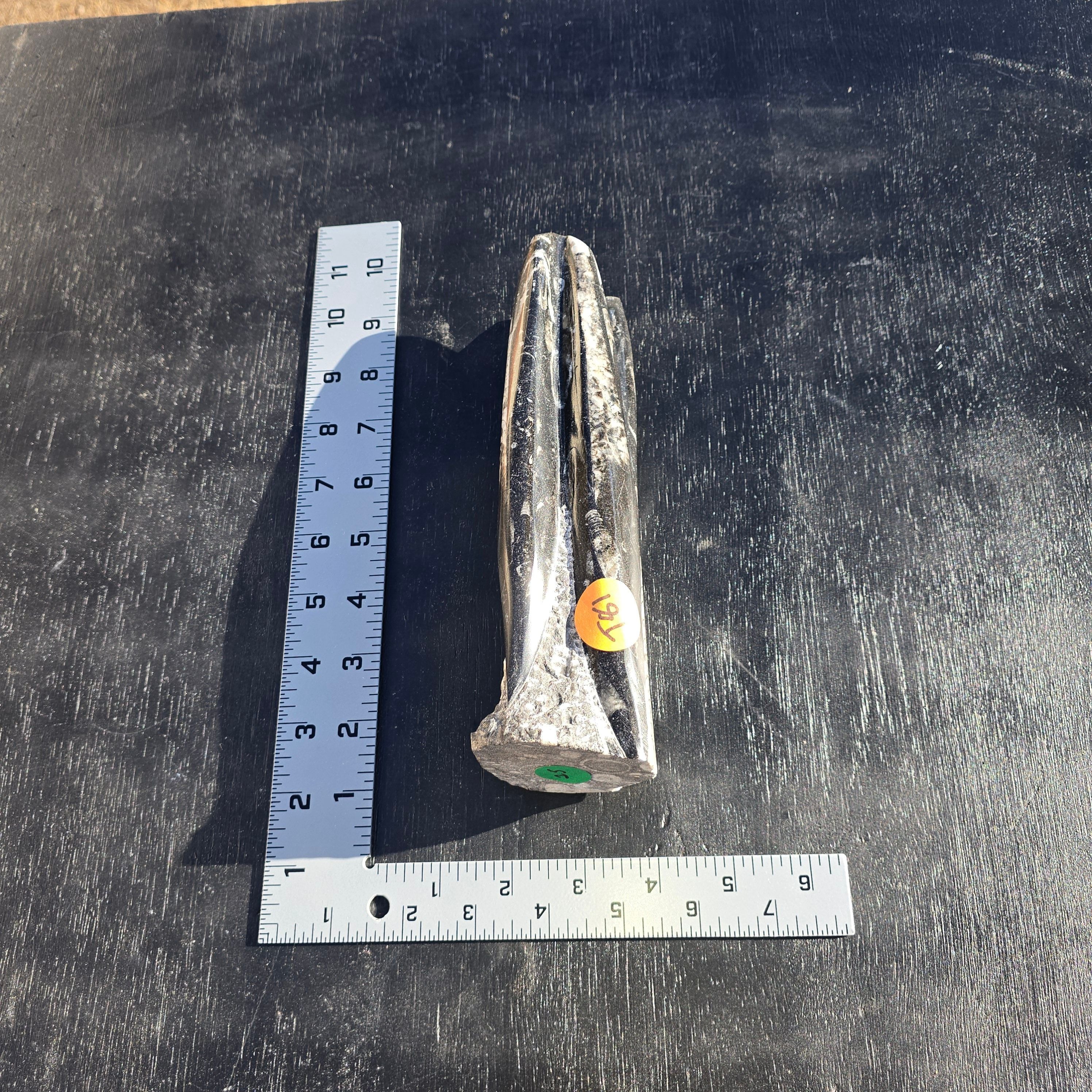 Fossils Freestanding Orthoceras T81