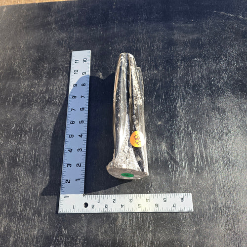 Fossils | Freestanding Orthoceras T81