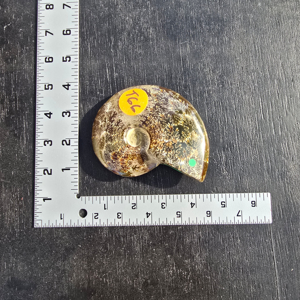 Fossils | Ammonite