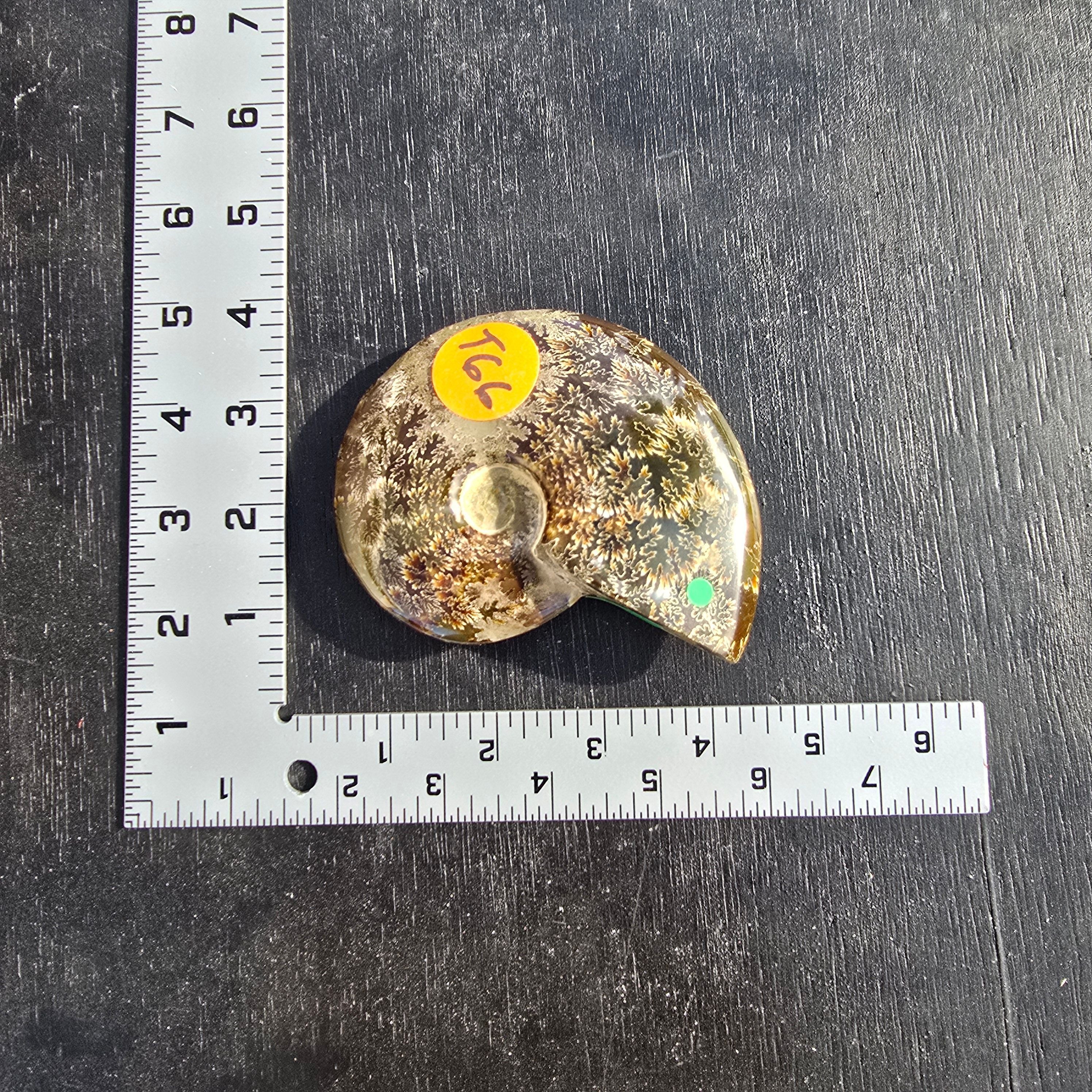 Fossils | Ammonite