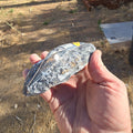 Fossils Orthoceras T86